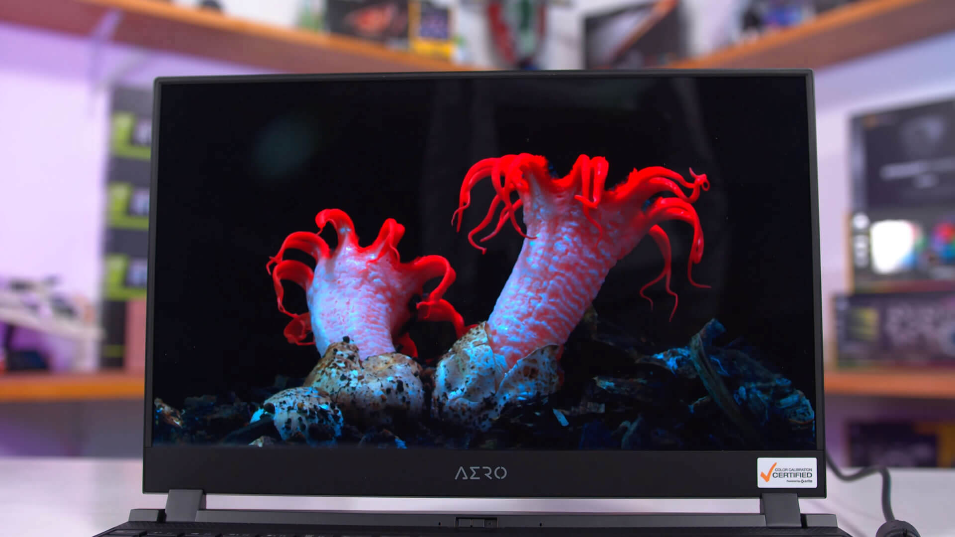 Testing an OLED Laptop Display: It's Pretty Amazing | TechSpot