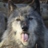 Grumpy Wolf