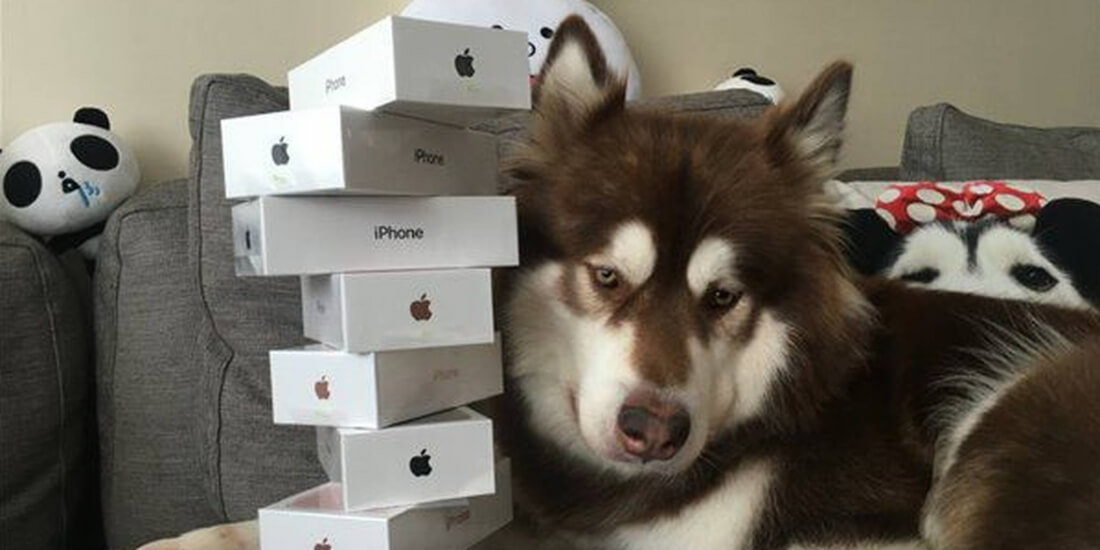 Son of Chinese billionaire buys his dog eight new iPhone 7s