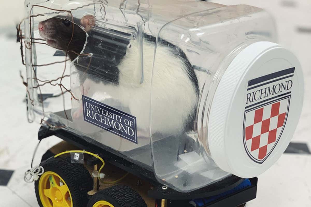 Scientists train rats to drive tiny cars and collect food