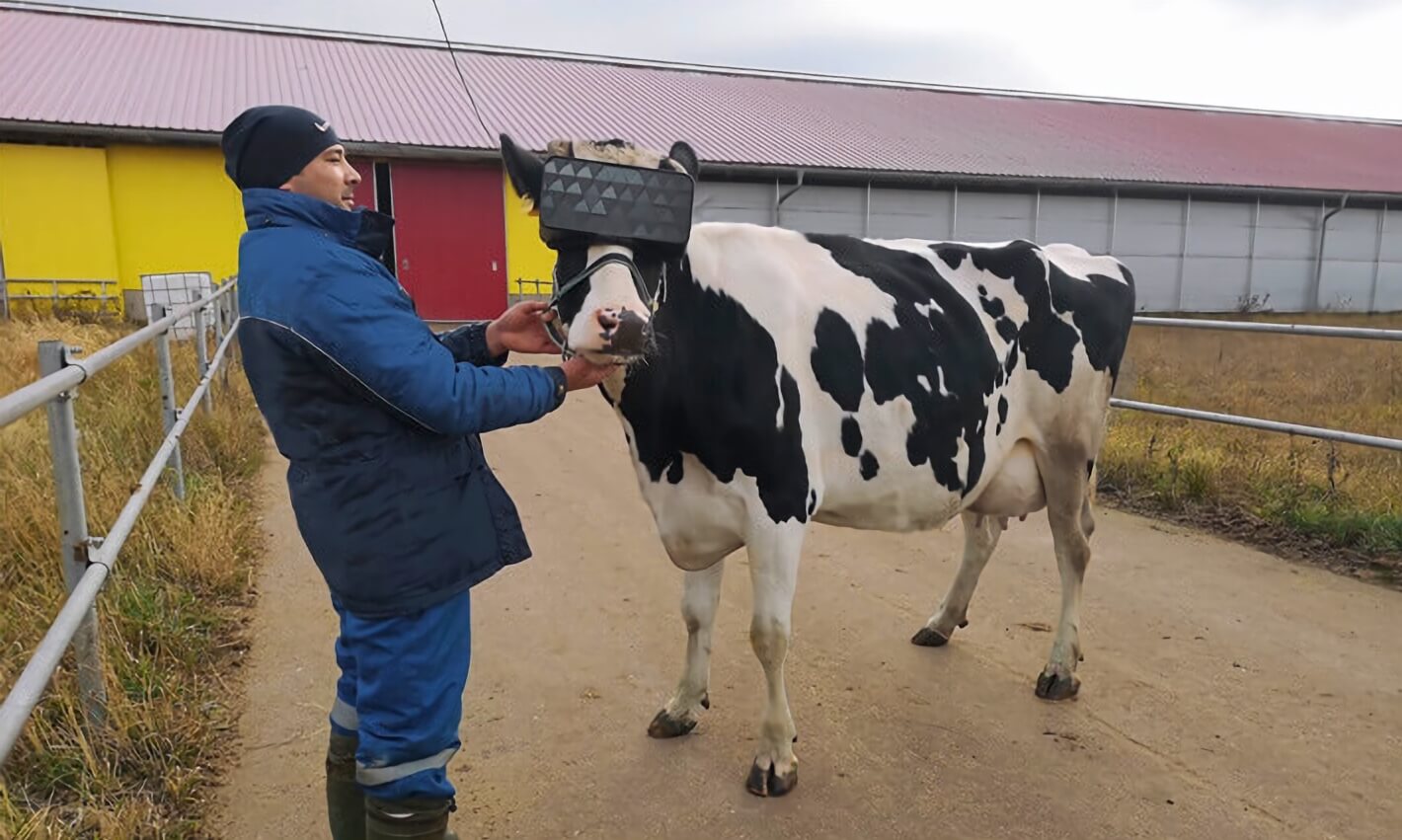 Moscow farmers fit cows with VR headsets to improve their mood and boost milk production
