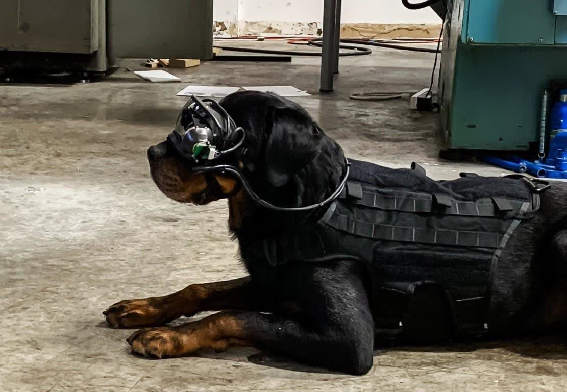 The military is testing AR goggles for dogs