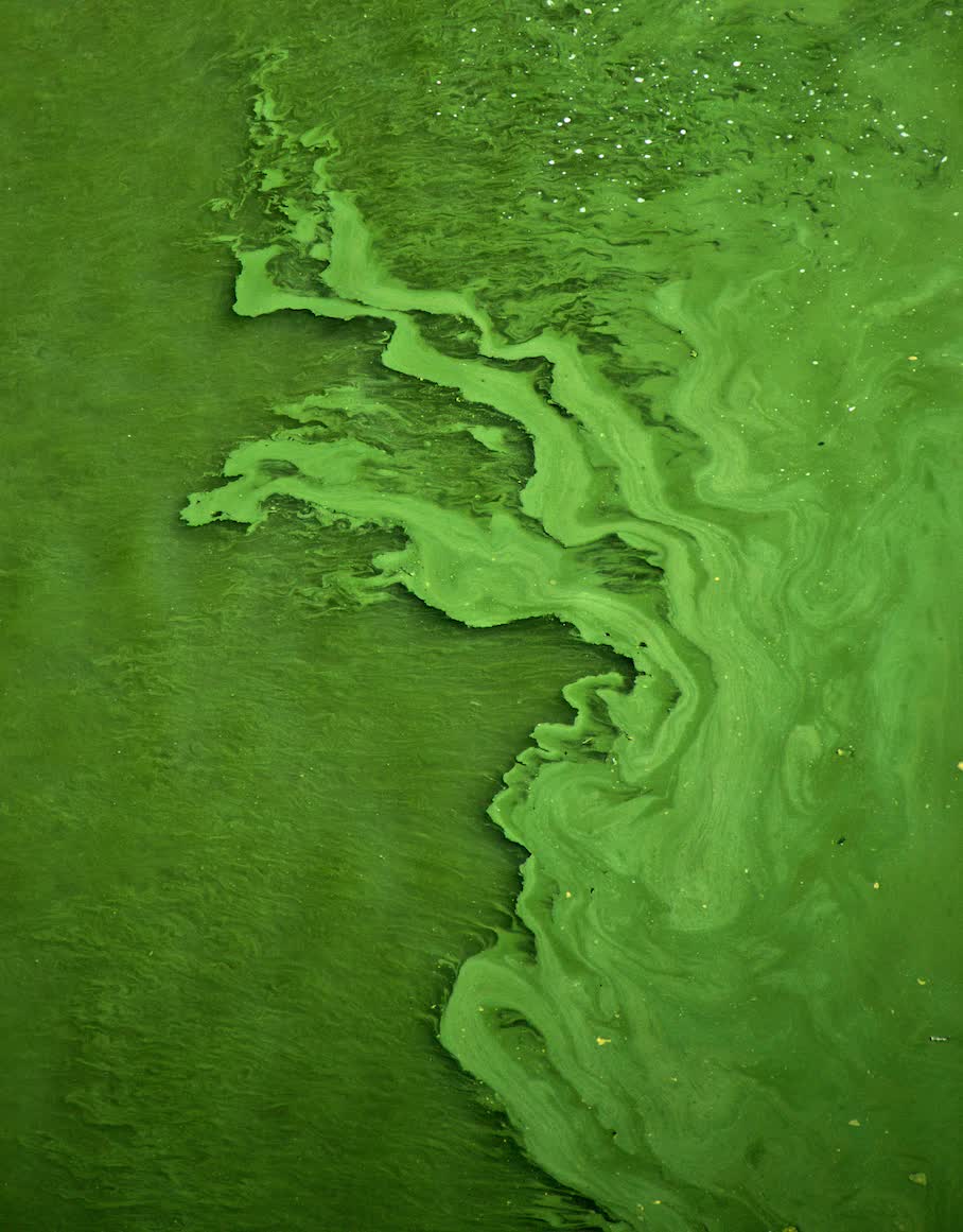 Algae may be Microsoft's newest weapon in the fight against its own carbon footprint